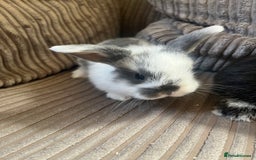 Mini Lop rabbits for sale: Mini Lop Babies  - Image 1