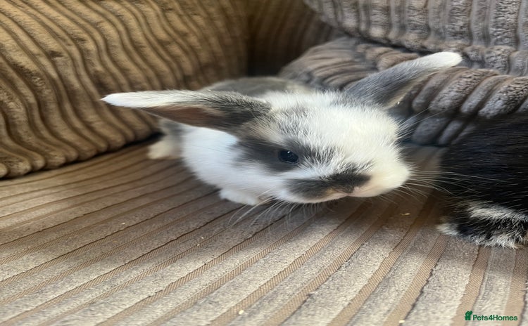 Mini Lop rabbits - Advert 2