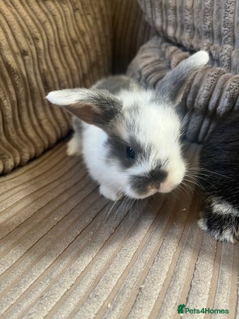 Mini Lop rabbits - Advert 1