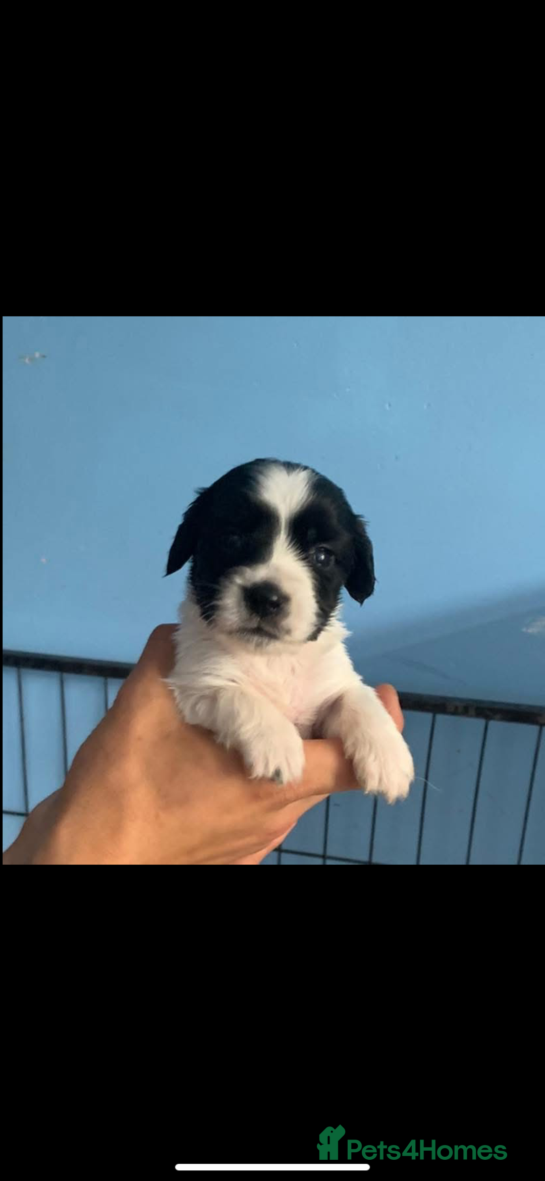Cocker Spaniel dogs for sale: Beautiful cocker spaniels  - Image 8