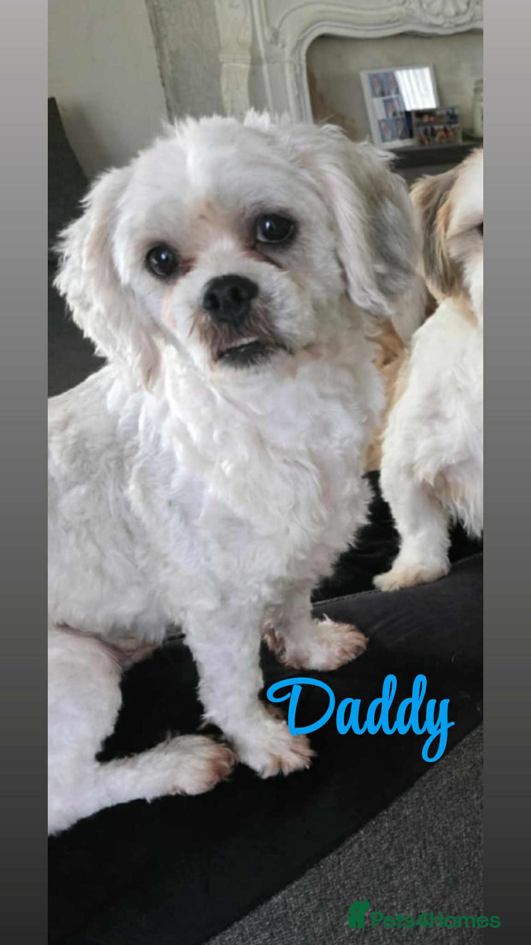 Lhasa Apso dogs for sale: Stunning Lhasa apso pups - Image 3