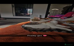 Domestic Shorthair cats for sale: Willow - Advert 2