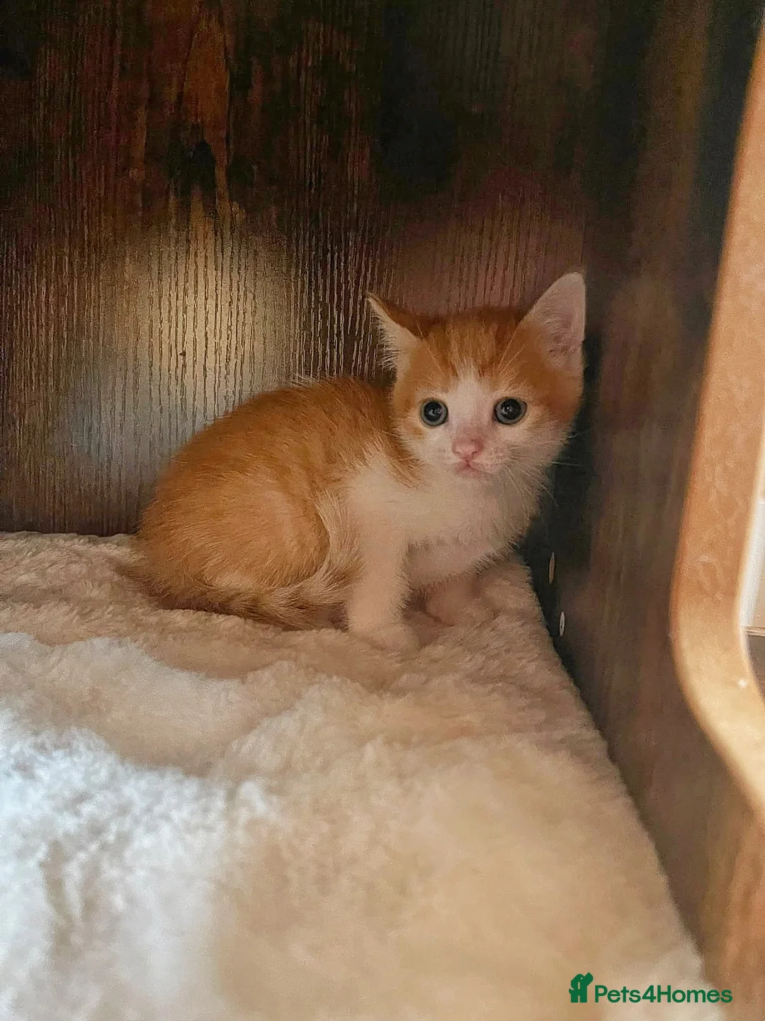 Mixed Breed cats for sale: 2 boy 2 girl kittens - Advert 2