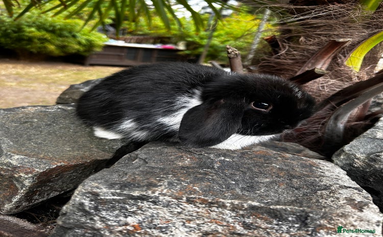 Mini Lop rabbits - Advert 2