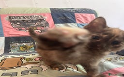 Mixed Breed cats for sale: 5 Beautiful, Fluffy Kittens For Sale! - Image 23
