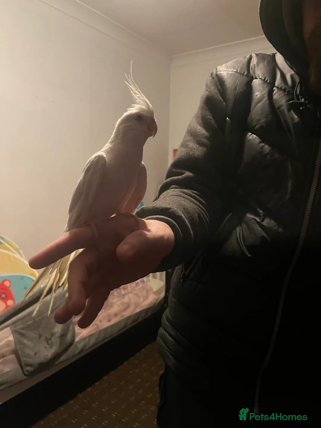 Cockatiels birds for sale: Hand tame cockatiels  - Advert 32