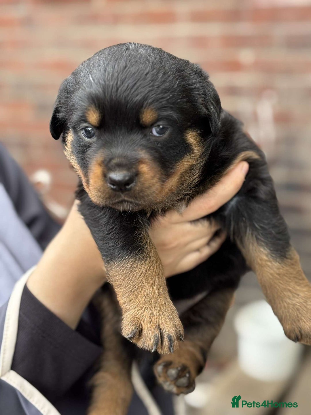 Rottweiler dogs for sale: 5 chunky pure pedigree Rottweiler pups - Image 20
