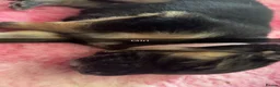 German Shepherd dogs for sale: German shepherd puppies long hair… - Advert 28