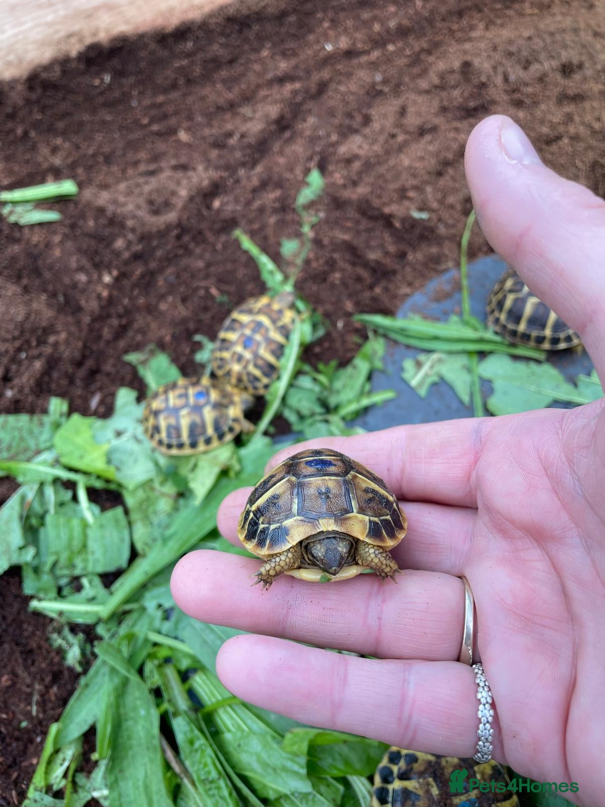 Hermann Tortoise reptiles WESTERN HERMANNS [ DWARF HERMANNS] - Advert 2