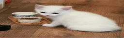 Persian cats for sale:     9-Week-Old White Kitten – Vaccinated in Birmingham - Advert 1