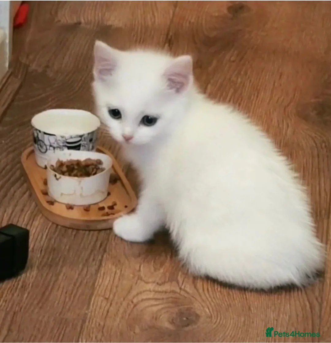 Persian cats for sale:     9-Week-Old White Kitten – Vaccinated in Birmingham - Advert 1