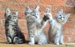 Maine Coon cats for sale: Beautiful Maine Coon kittens - Image 38