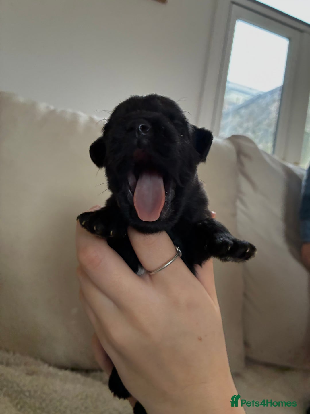 Patterdale Terrier dogs for sale: Patterdale pups  - Advert 15