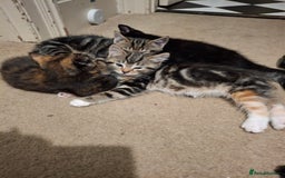 Mixed Breed cats for sale: Kittens for sale! - Advert 7