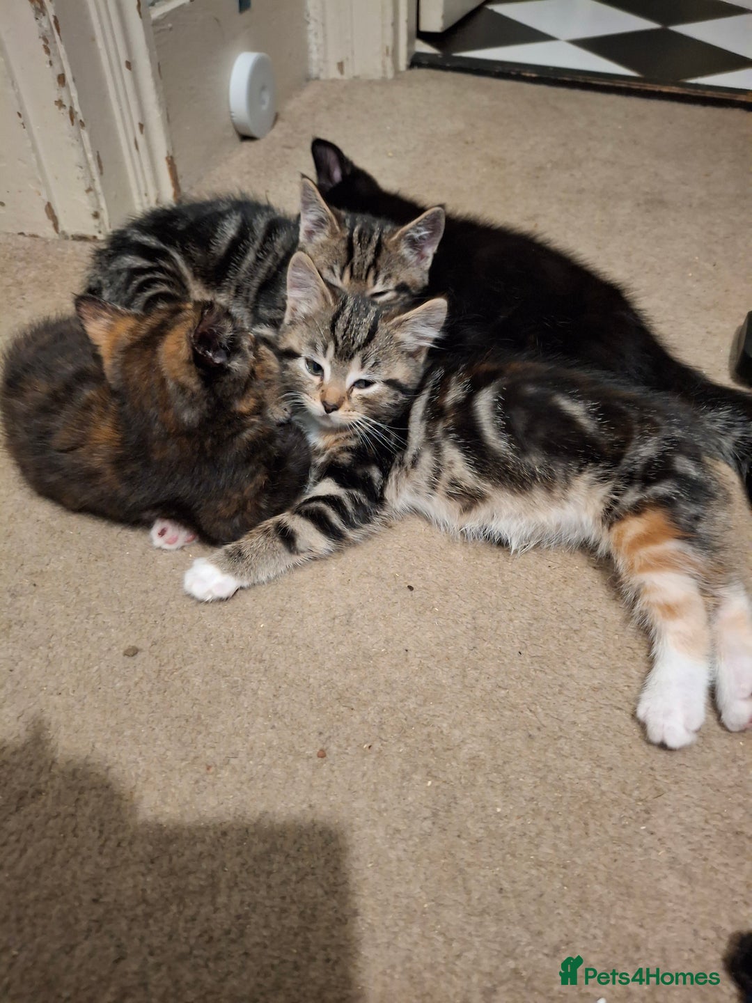 Mixed Breed cats for sale: Kittens for sale! - Advert 7