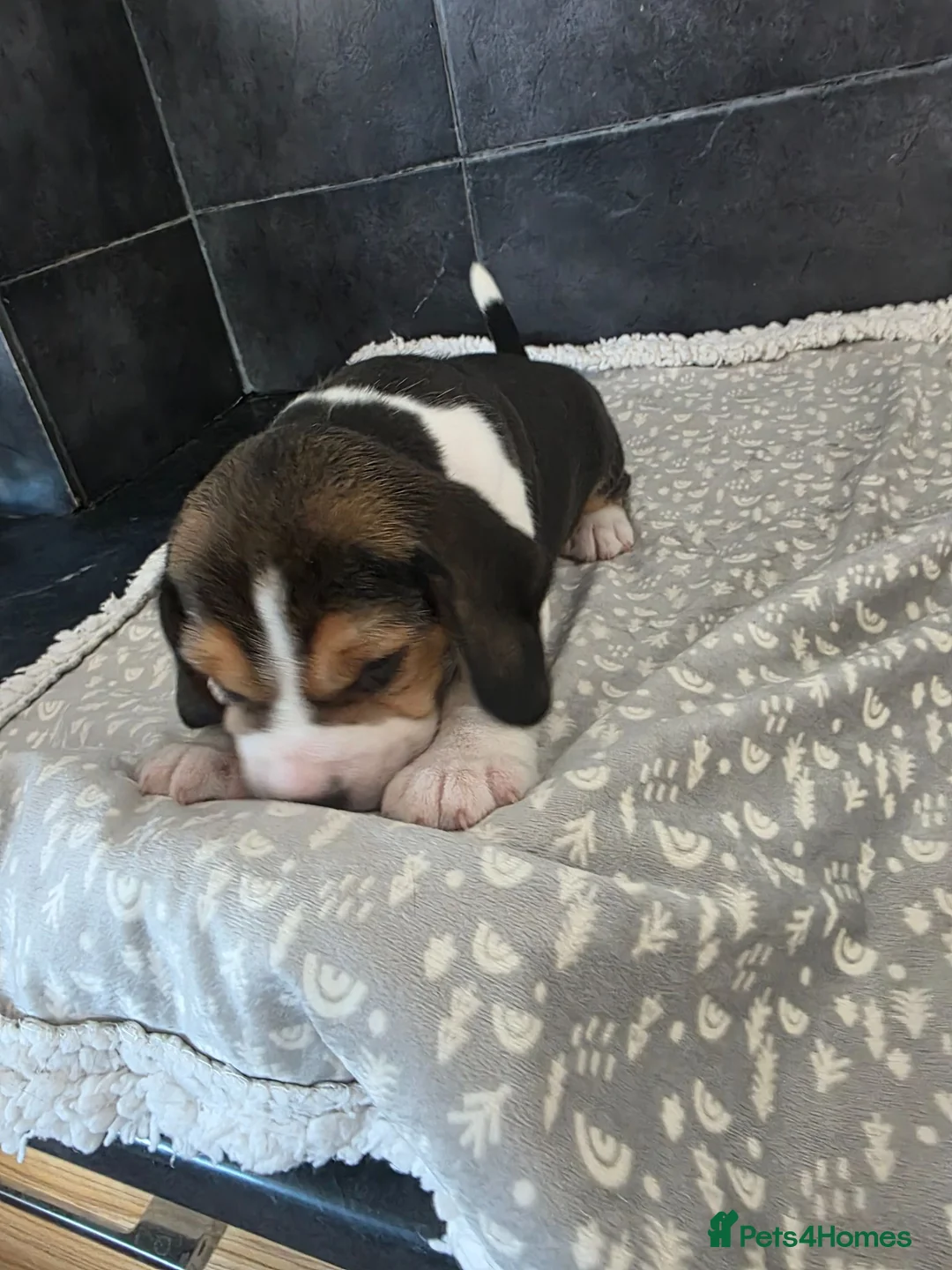 Beagle dogs for sale: Beautiful Beagle Puppies Looking For A Loving Home - Advert 2