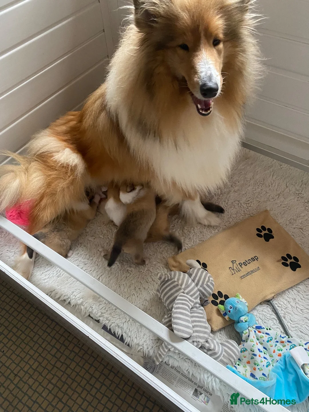 Rough Collie dogs for sale: Rough collie puppy male - Advert 2