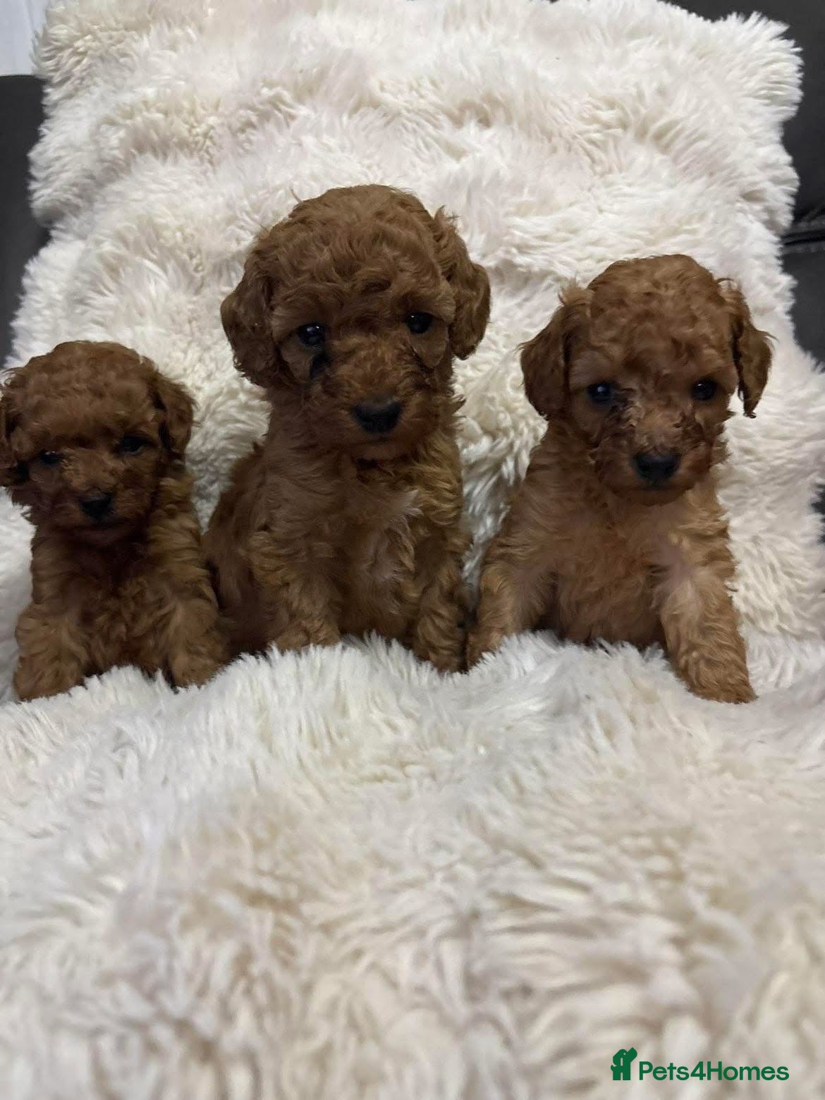 Cavapoo dogs Cavapoo x toy poodle puppies - Advert 15