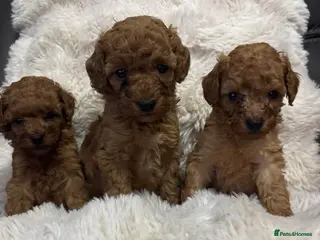 Cavapoo dogs Cavapoo x toy poodle puppies - Advert 15