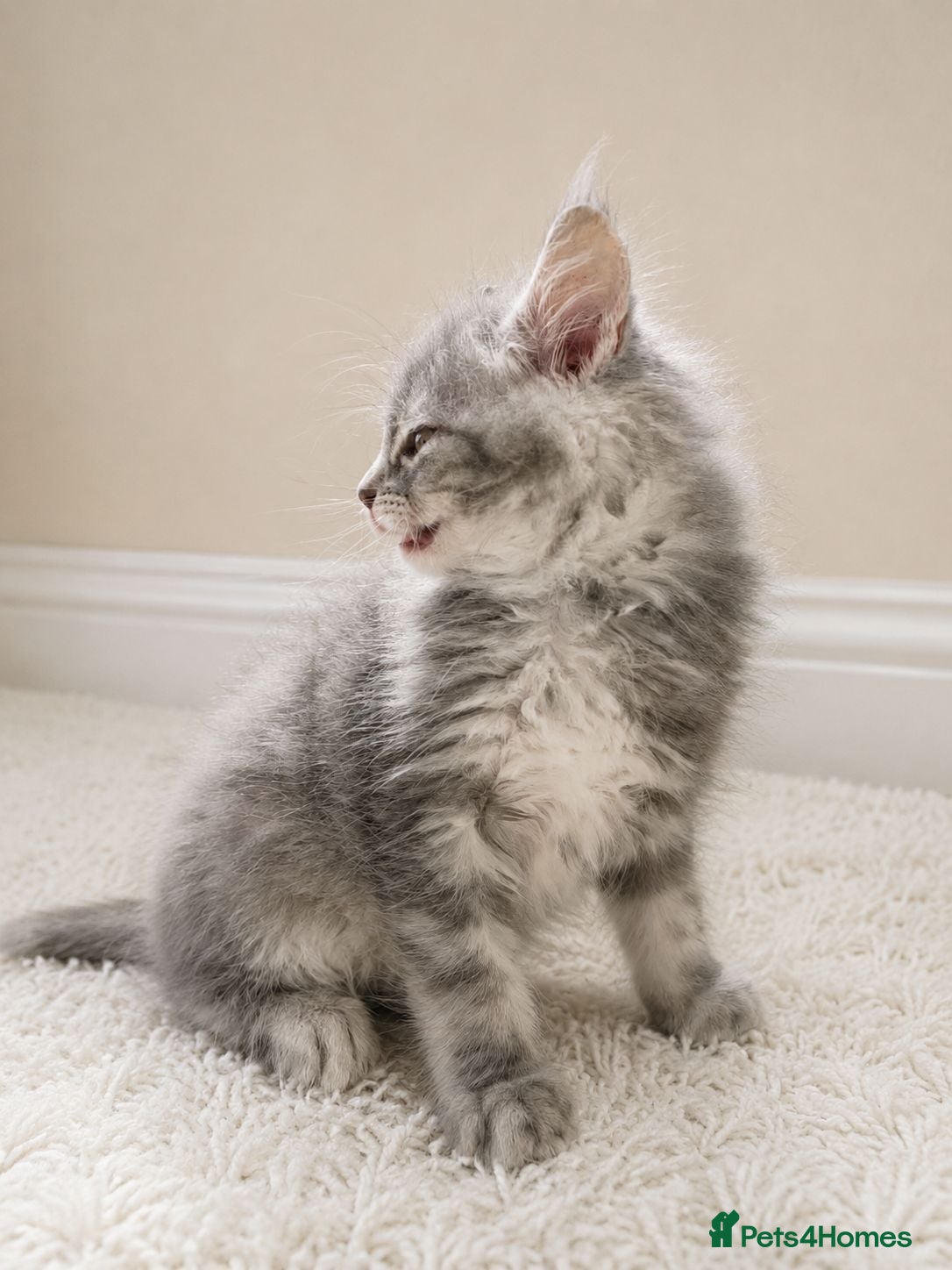 Maine Coon cats STUNNING MAINE COON KITTENS FOR SALE! - Advert 2