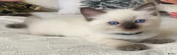 Ragdoll cats for sale: Ragdoll kittens - Advert 13