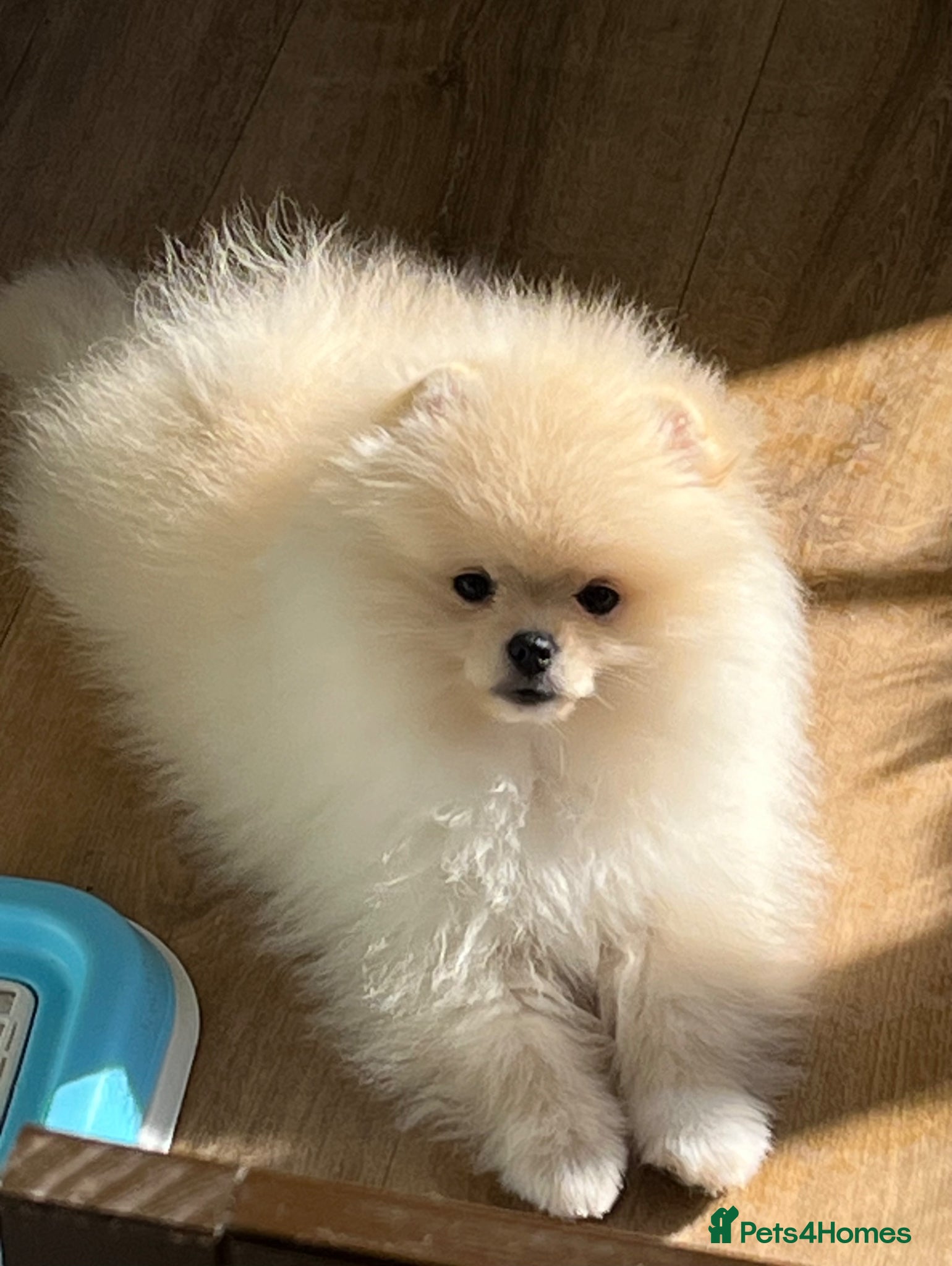 Pomeranian dogs Pom Puppies from Five Star breeder  - Advert 11