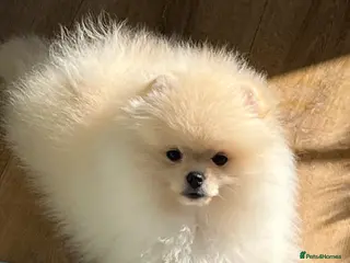 Pomeranian dogs Pom Puppies from Five Star breeder - Advert 11