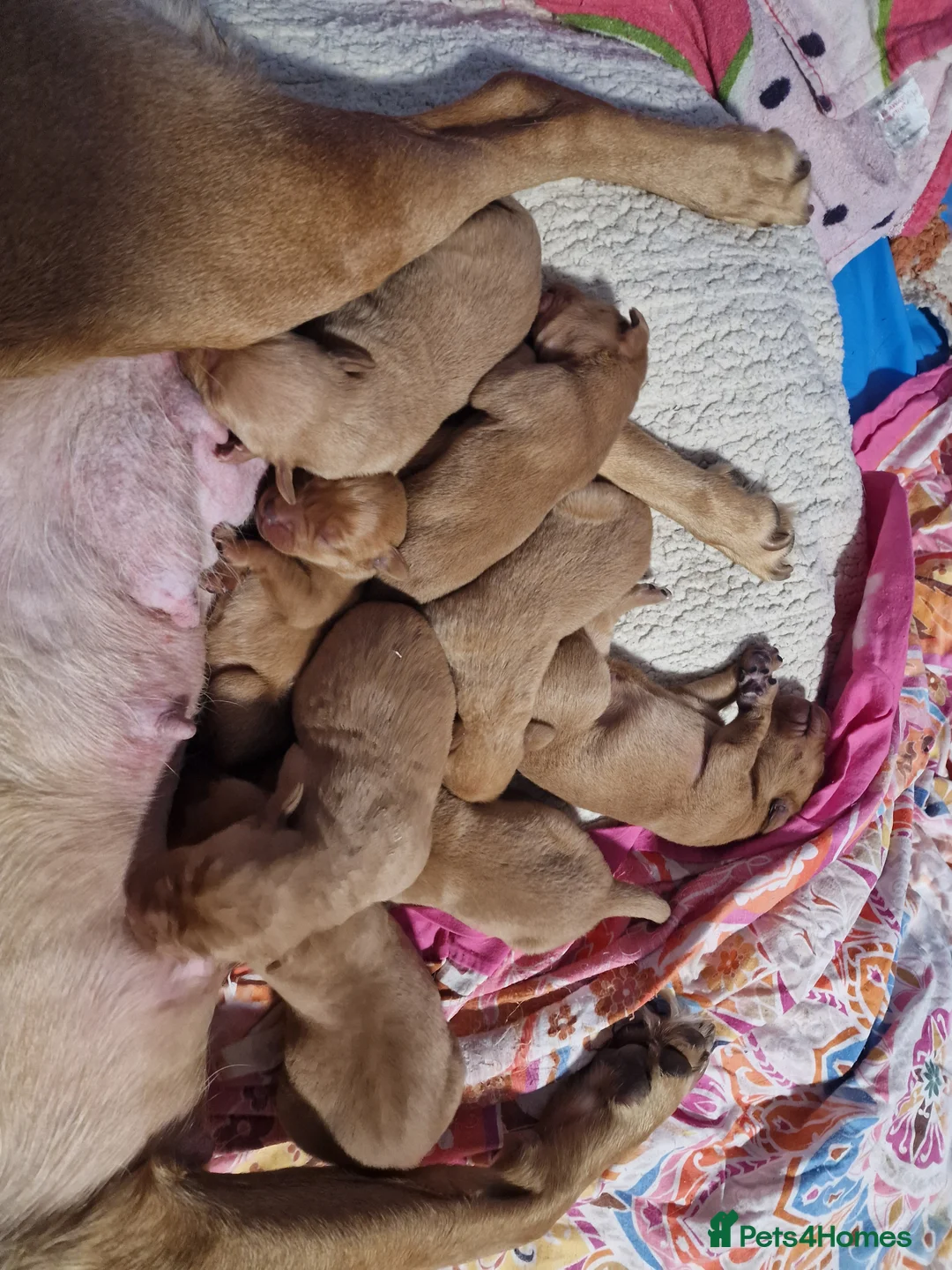 Labrador Retriever dogs for sale: Ready Now! Beautiful Red Fox Labrador Puppies - Advert 21