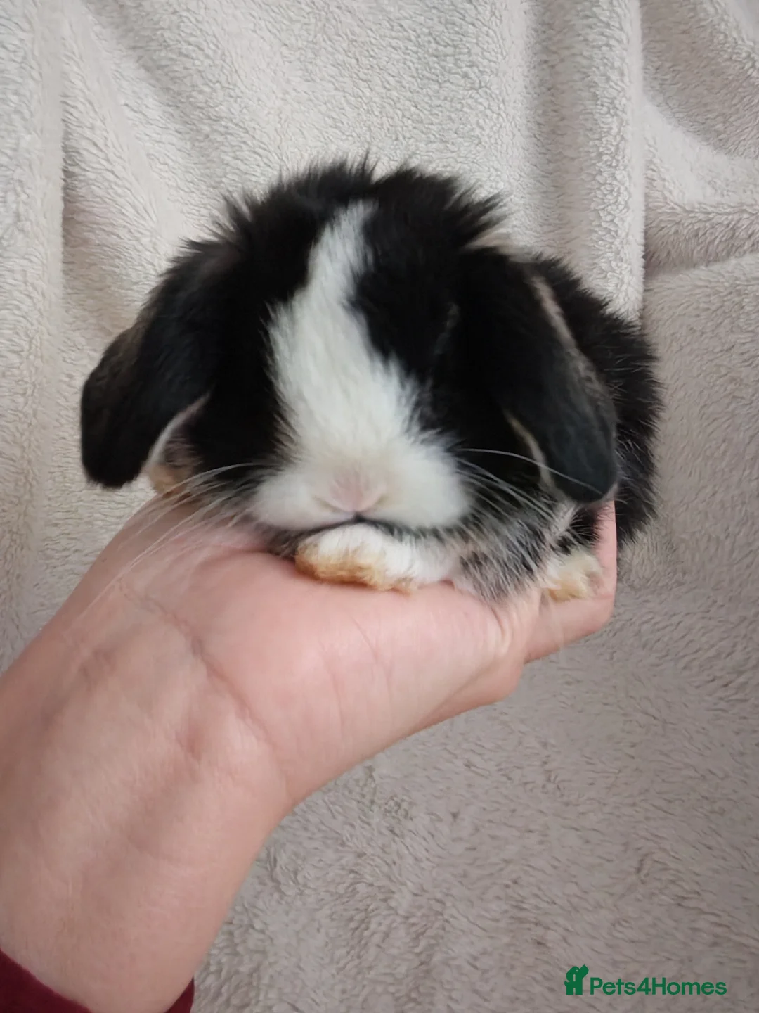 Mini Lop rabbits for sale: Beautiful Baby Mini Lops  - Advert 3