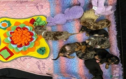 Miniature Dachshund dogs for sale: Stunning Silver & Chocolate Dapple Miniatures - Image 10