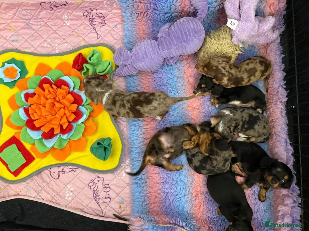 Miniature Dachshund dogs for sale: Stunning Silver & Chocolate Dapple Miniatures - Image 10