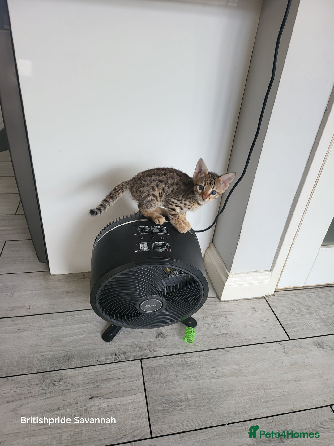 Savannah cats for sale: Britishpride F7 Savannah Kittens Male and female  - Image 8