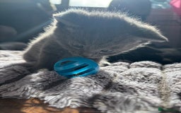 British Shorthair cats for sale: 5 British shorthair kittens  - Image 14