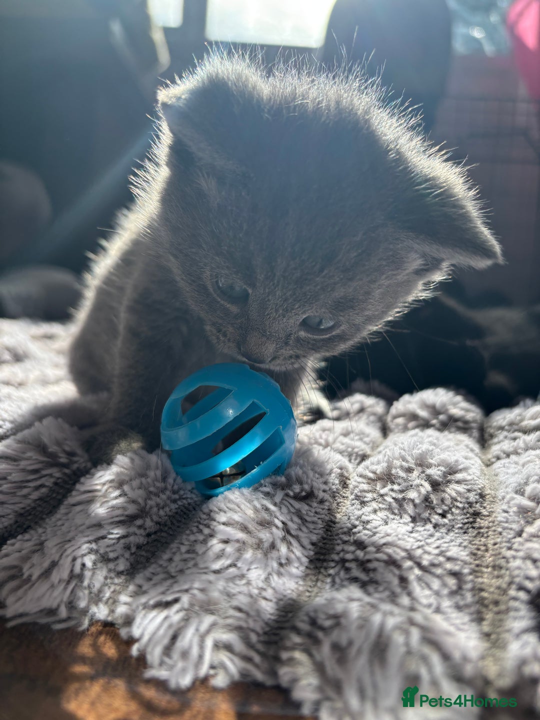 British Shorthair cats for sale: 5 British shorthair kittens  - Image 14