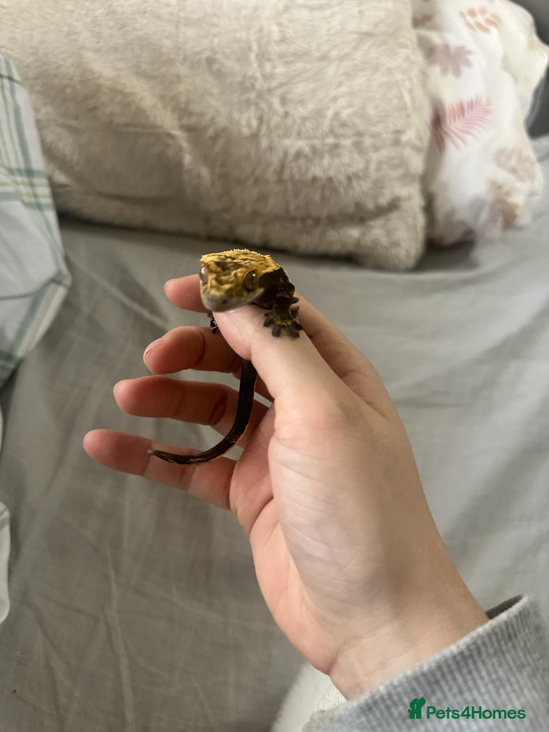 Gecko reptiles for sale: Cappachino crested gecko  - Advert 2