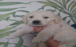 Golden Retriever dogs for sale: KC Reg Fully Health Tested Golden Retriever Pups - Image 1