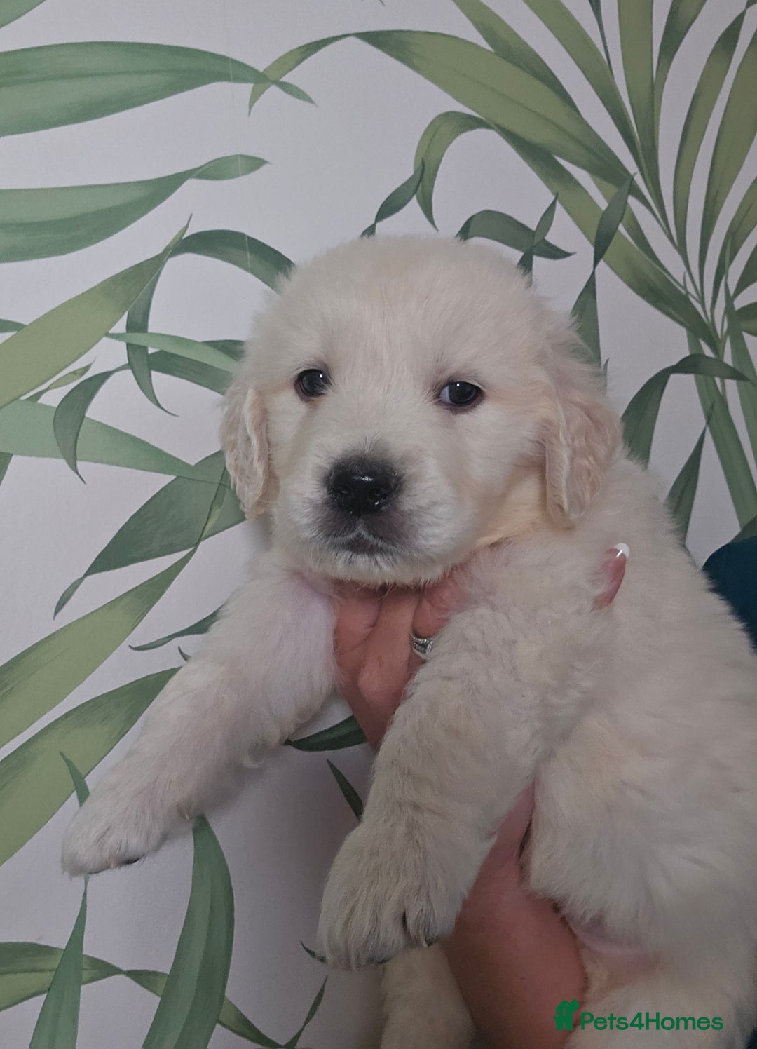 Golden Retriever dogs for sale: KC Reg Fully Health Tested Golden Retriever Pups - Image 1