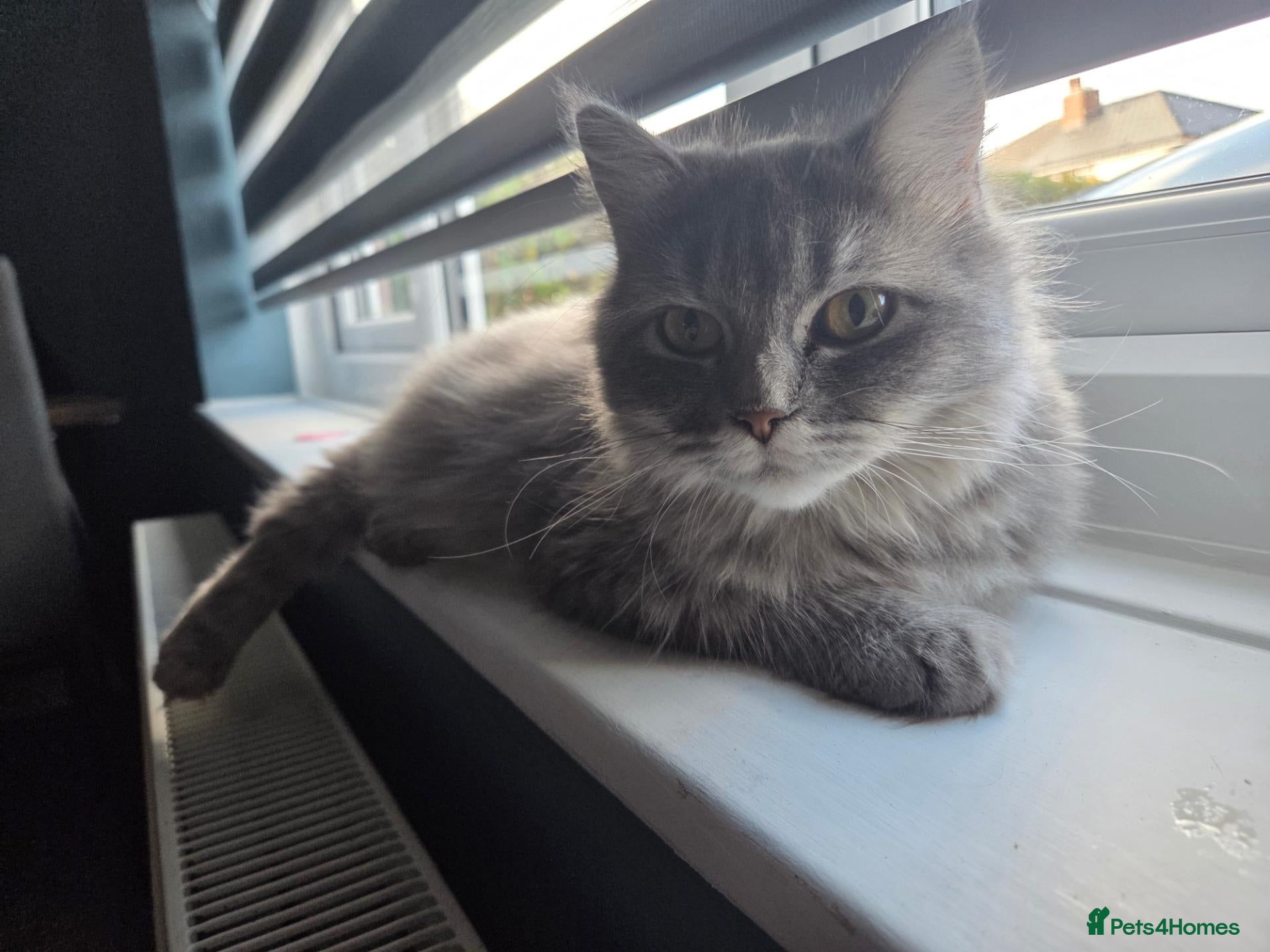 Ragdoll cats for sale: Cat.  - Advert 10