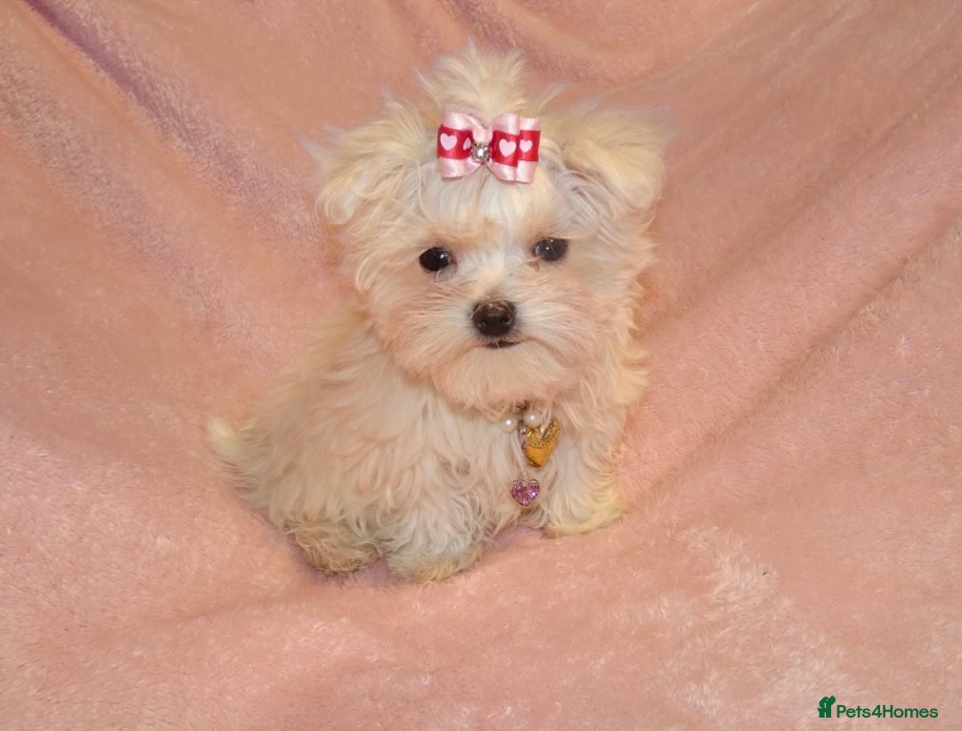 Maltese dogs for sale: XXXX **  Exquisite KC Registered Maltese Boy Puppy - Advert 3