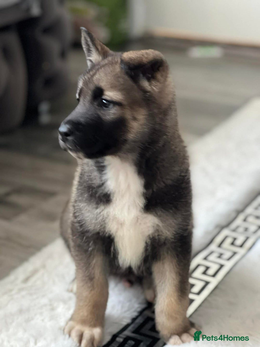 Huskita dogs for sale: For sale puppies  - Advert 3