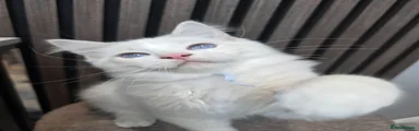 Ragdoll 1