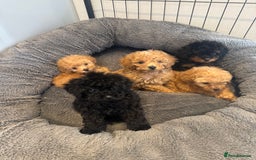 Toy Poodle dogs for sale: Rare parti/phantom Kc Reg Toy Poodle Puppies - Image 6