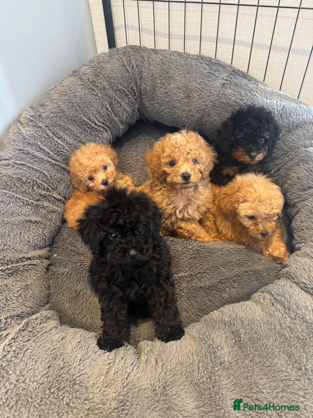 Toy Poodle dogs for sale: Rare parti/phantom Kc Reg Toy Poodle Puppies - Image 6