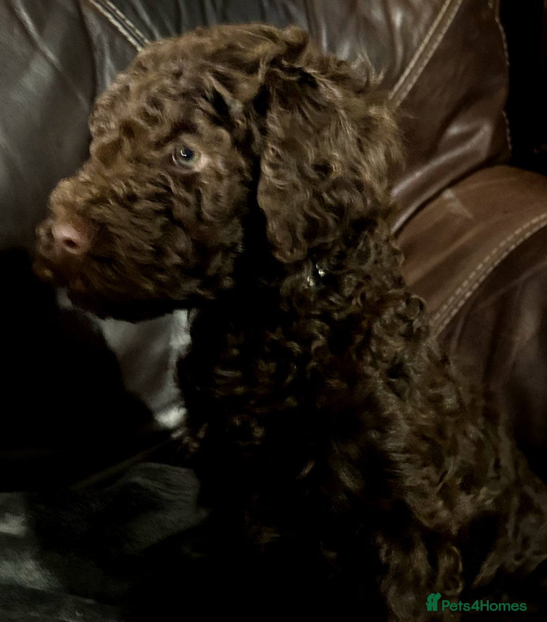 Labradoodle dogs for sale: stunning F2 labradoodle puppies... Available now - Advert 24