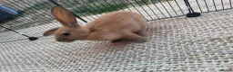 English Lop rabbits for sale: Rabbits  - Advert 5