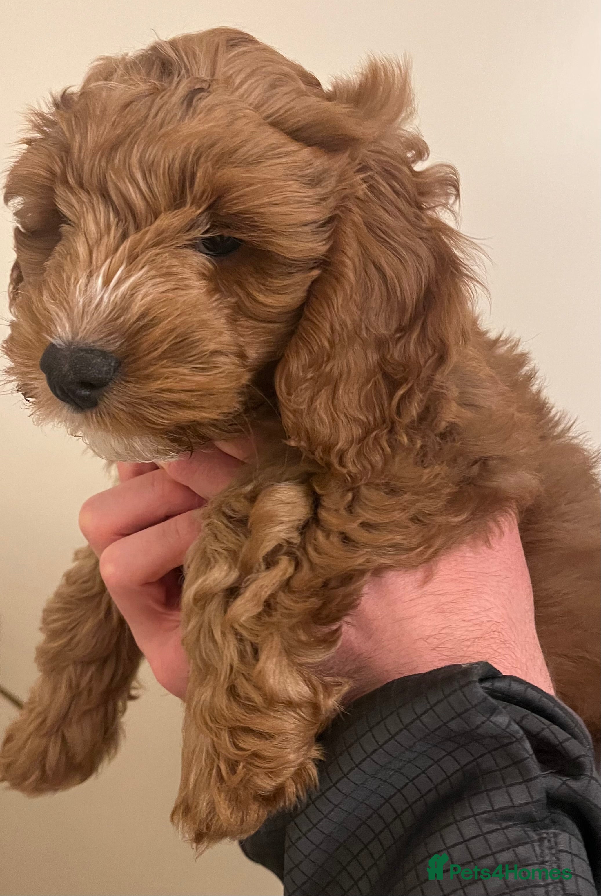 Cockapoo dogs Beautiful Red F1 Cockapoo Fully Vaccinated - Advert 1