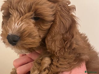 Cockapoo dogs Beautiful Red F1 Cockapoo Fully Vaccinated - Advert 1