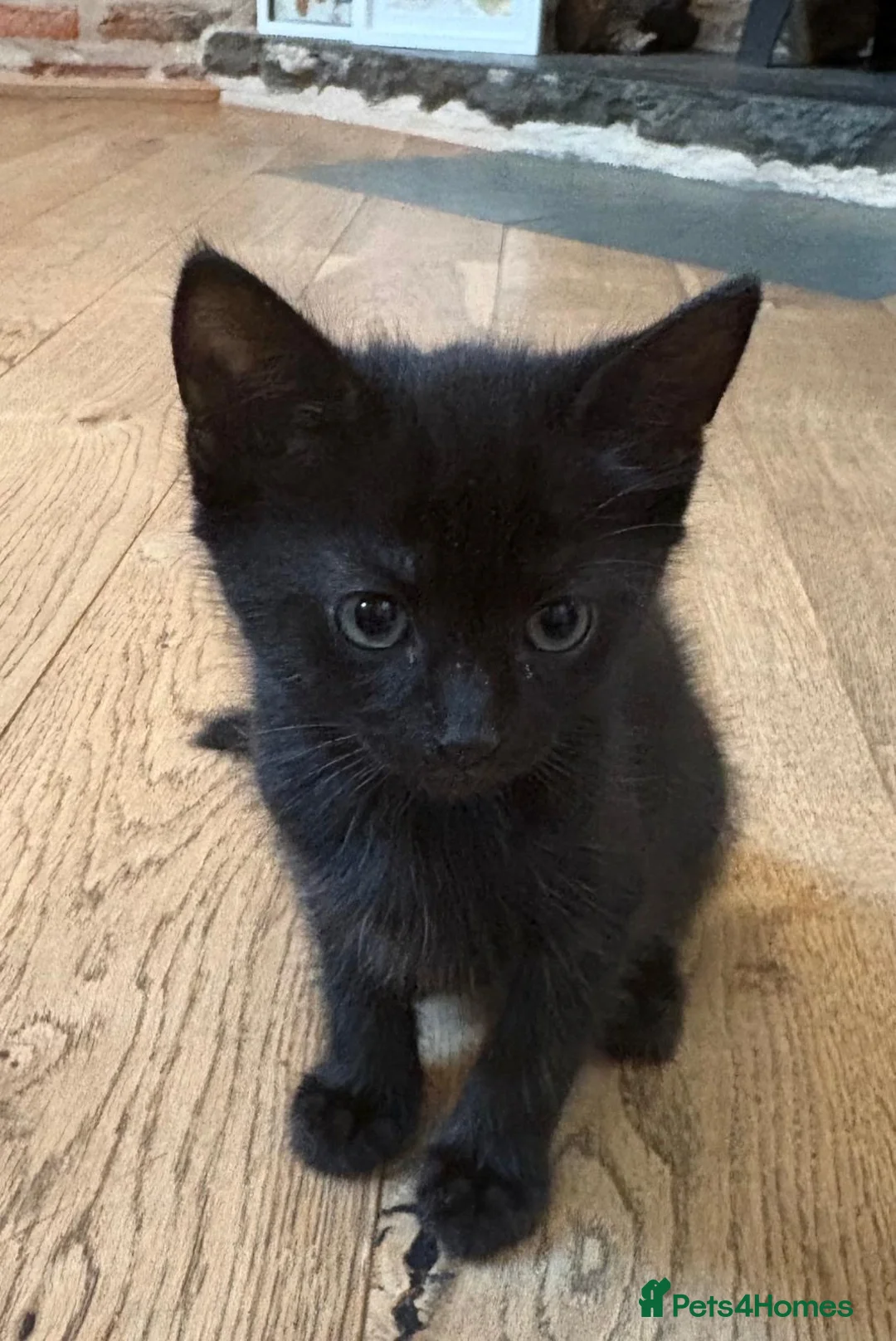 Mixed Breed cats for sale: Kittens  - Advert 1