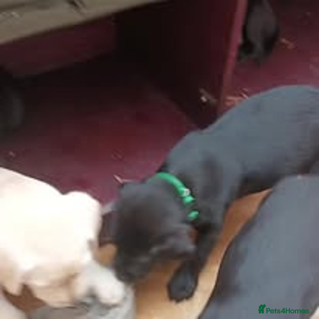 Labrador Retriever dogs for sale: Labrador Puppies for sale in London -KC registered - Image 27