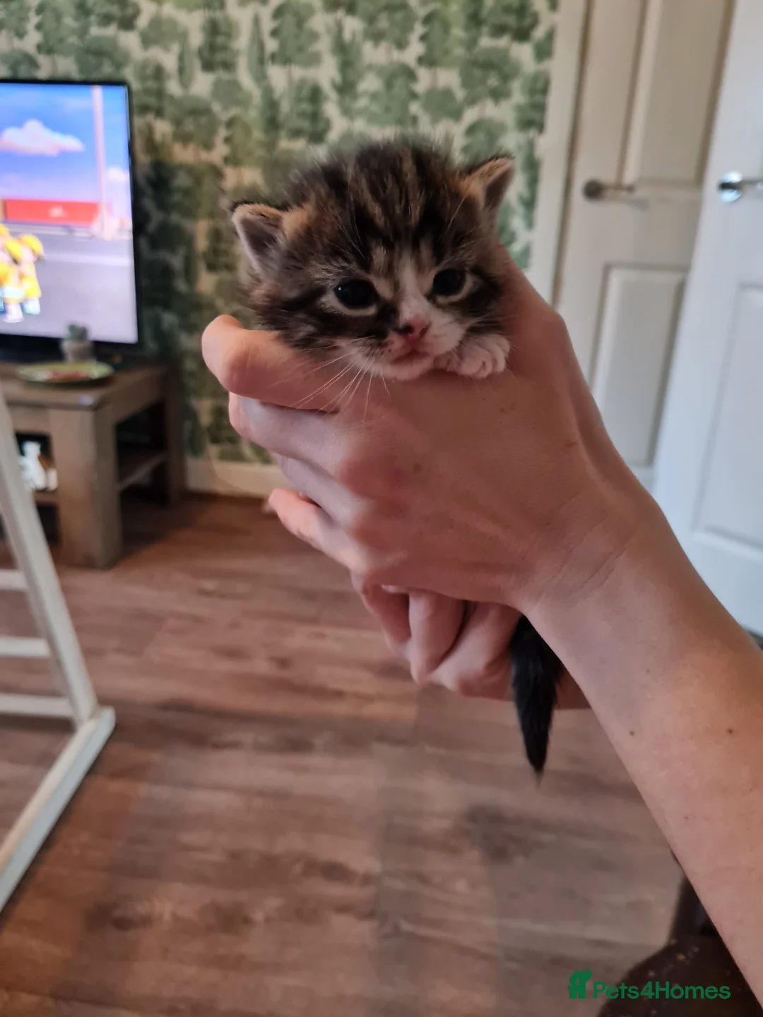 Mixed Breed cats for sale: Fluffy cute chunky kittens! - Advert 8